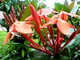 Image result for Ixora coccinea