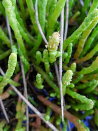 Image result for Sarcocornia perennis