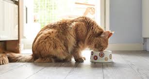 The answer could be based on a medical condition the cat has to start eating more to get the calorie load in. before a veterinarian would label an increased appetite as just part of the aging process. Why Is My Cat Always Hungry 8 Possible Explanations