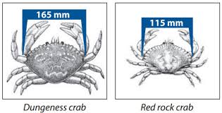 Crab Harvesting Information Bc Sport Fishing Guide