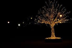 The best way to hang outdoor string lights depends on where you are hanging them. How To Put Christmas Lights On A Large Outdoor Tree Ryno Lawn Care Llc