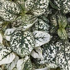 Image result for Hypoestes