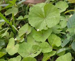 Image result for Hydrocotyle mannii