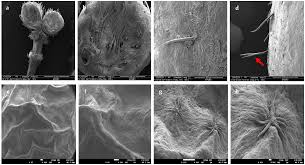 Image result for Grewia trichocarpa