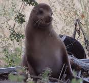 Sea lion found near Tracy freeways returned to coast | Tracy ...