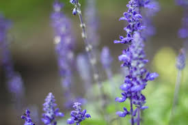 Check spelling or type a new query. Hd Wallpaper United States Virginia Purple Flowers Nature Flowering Plant Wallpaper Flare