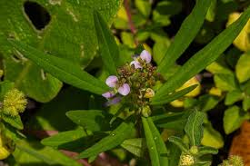 Image result for Polygala albida