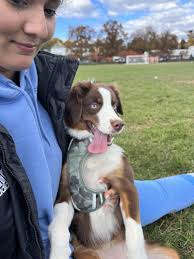 Need advice! : r/AustralianShepherd