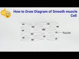 Smooth muscle is a type of muscle tissue which is used by various systems to apply pressure to vessels and organs. How To Draw Smooth Muscle Cell Diagram How To Draw Smooth Muscle Cell Easily Youtube