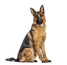 Ein deutscher schäferhund ist nicht nur ein hund, sondern auch ein symbol von stärke, mut und loyalität. Schaferhund Charakter Und Wesen Schaeferhundseite De