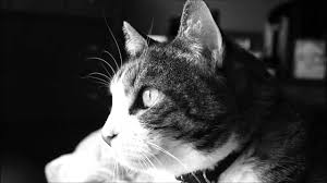 Cats purr by using their larynx and diaphragm muscles, both as they inhale and as they exhale, although just how the central nervous system generates and controls those contractions isn't yet understood. Do Cheetahs And House Cats Purr At The Same Frequency Soundfly