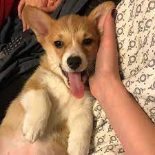 Pembroke Welshcorgi Dog Corgi Dog Dogs Corgi Price