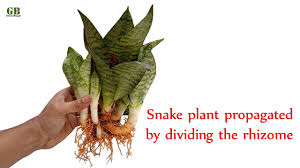 Learn how to propagate this plant with several different methods that are easy to follow. Snake Plant Propagated By Cuttings Or By Dividing The Rhizome Youtube