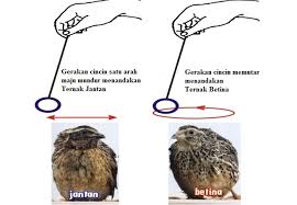 Karena jika di lihat dari sekilas, tentunya memiliki ciri fisik yang tidak jauh antara betina dan pejantan. Mengetahui Jenis Kelamin Ternak Dengan Pendulum Ilmu Ternak