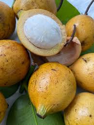 Image result for Garcinia huillensis