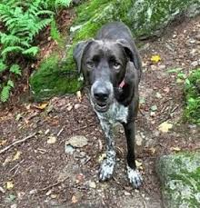 Adopting a pet isn't as easy as walking into a shelter and saying, i choose you. most shelters and rescue organizations want to make sure that their animals go to homes that are appropriate for the pet, and that the new pet's adoptive owners understand the responsibility they're. Dog Adoption Near Me Petfinder