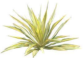A Collection Of Tropical And Subtropical Plant Images With Transparent Background Plants Plant Texture Plant Images
