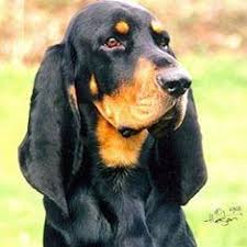 Black And Tan Coonhound For Sale In Florida Pin On Angelmuffinpants