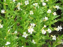 Image result for Hippocratea graciliflora