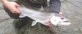 A Fine Day For Bull Trout Fly Fishing Near Vancouver Brian Mack S Bc River Fishing Blog
