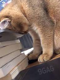 Maybe you would like to learn more about one of these? Ikatan Kucing Indonesia Iki Ngantuk Berat Nungguin Boss Lagi Kerja Eh Apa Gw Yang Bossnya D Facebook