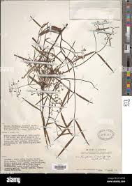 Image result for Periploca linearifolia