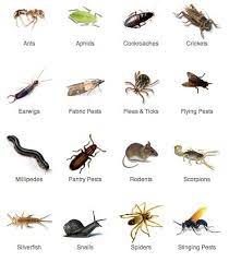 This is a busy time of year for bees and beekeepers. Jim S Termite Pest Control