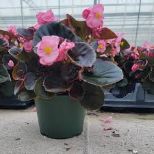 Image result for begonia semperflorens
