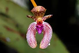 Image result for Bulbophyllum prorepens