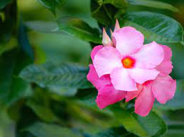 Types Of Mandevilla Diseases What Diseases Do Mandevilla Plants Get