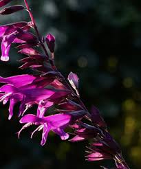 Maybe you would like to learn more about one of these? Salvia X Amistad Gartnerei Staudenfan