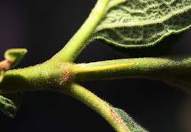 Image result for Vangueria ferruginea