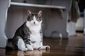 I suspect your cat is fine by now. Eight Common Causes Of Cat Weight Loss
