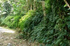 Image result for Selaginella kivuensis