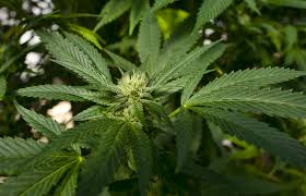 Bill Proposes To Ok Medical Marijuana Use For More Conditions