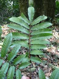 Image result for Trichilia