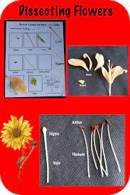 Dissecting A Flower To Teach Structure And Function Ngss4 Ls1 1 And Ngss 4 Ls1 2 Teaching Science With Lynda R Williams Teaching Science Nature School Stem Projects Early Elementary School