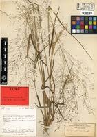 Image result for Panicum pansum