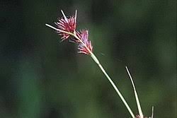 Image result for Rhynchospora gracillima