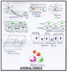For more resources the fundamental unit of life ncert solutions why do we fall ill ncert solutions class 9 ncert solutions for class 9th. Cbse Ncert Notes Class 9 Biology Tissues