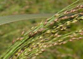 Image result for Panicum nervatum