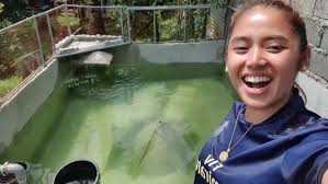 Giant Gourami fish eat green peas