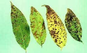 Weeping cheery tree care tips. Cherry Leaf Spot Wikipedia