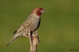 Finch Very Small Birds Of South Africa Pin De Teddy Lynn Zaring Em Exoten