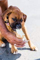Can Dogs Eat Frozen Yogurt? - Pinkberry