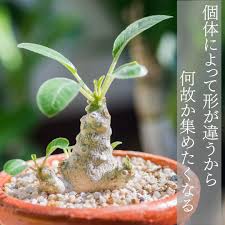 Image result for Dorstenia buchananii