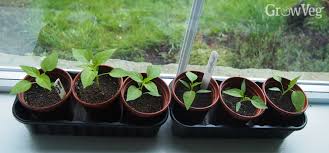 Next make sure you have plenty of air coming into your room and out as well. Improve Your Harvest By Overwintering Peppers