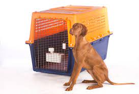 Check spelling or type a new query. Pet Relocation Dubai Freightworks