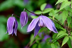 We did not find results for: Clematis Problems Frequently Asked Questions Rhs Gardening