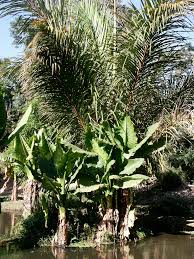 Image result for Raphia farinifera